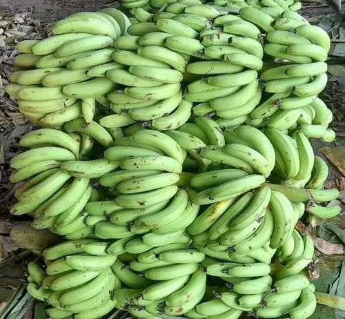 lakatan